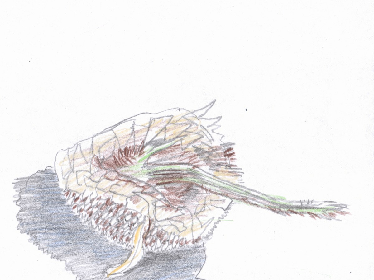 Zonnebloem onder blauwe&nbsp;lucht