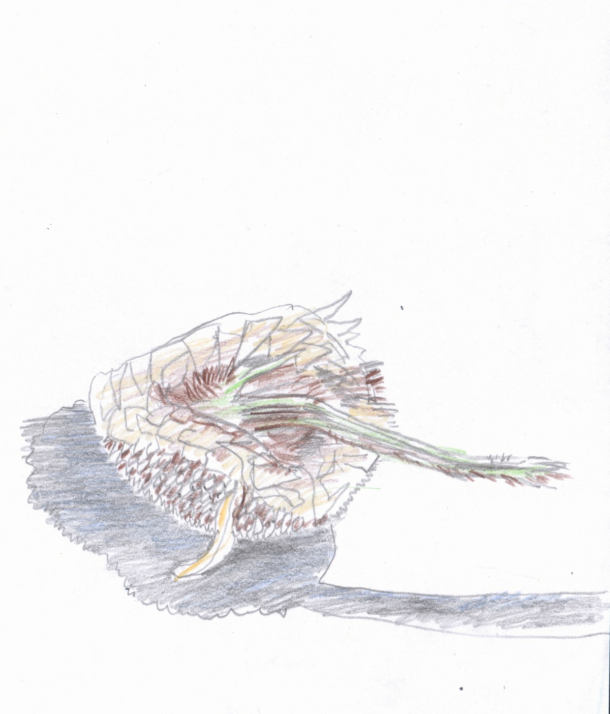 Zonnebloem onder blauwe&nbsp;lucht